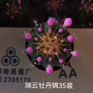 牡丹锦仙人球带花苞大小规格带盆整箱批发基地供货