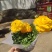 优质芹叶牡丹自家基地直发量大便宜花色多