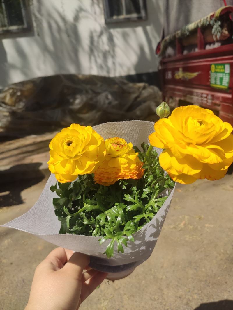 优质芹叶牡丹自家基地直发量大便宜花色多