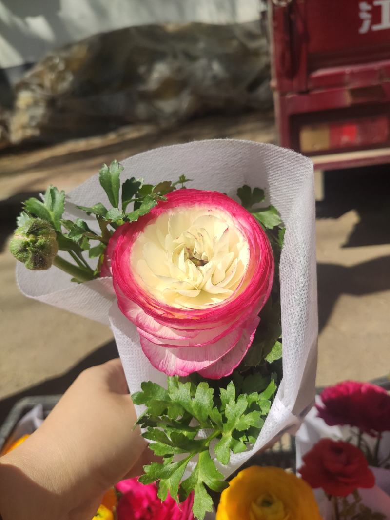 优质芹叶牡丹自家基地直发量大便宜花色多