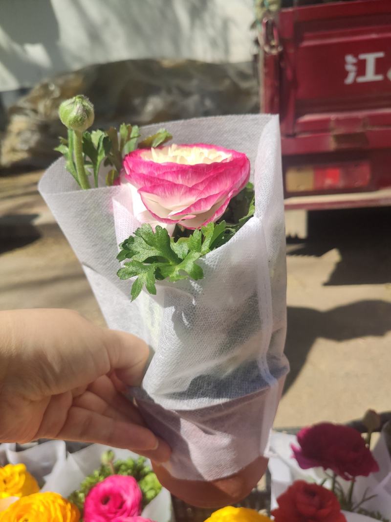 优质芹叶牡丹自家基地直发量大便宜花色多