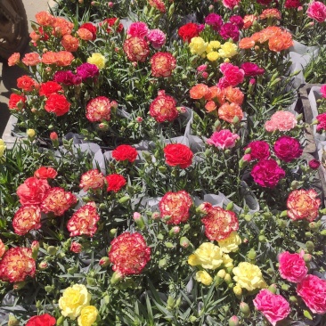 优质康乃馨初吻石竹基地直发花色多，量大便宜