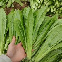 精品油麦菜基地直供，量大从优，欢迎新老客户咨询