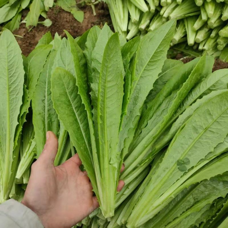 精品油麦菜基地直供，量大从优，欢迎新老客户咨询