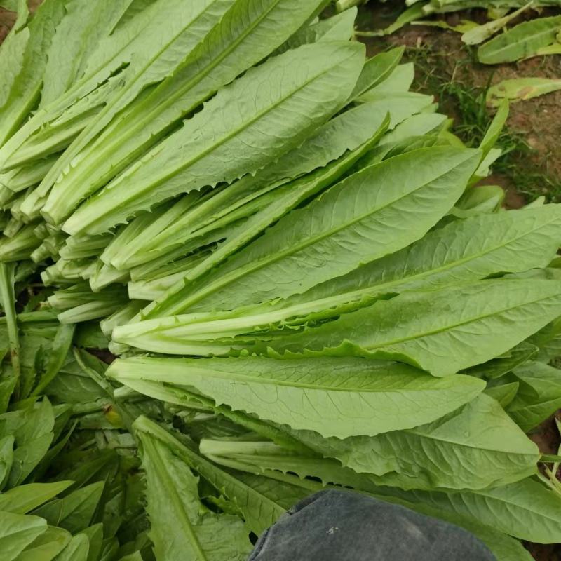 精品油麦菜基地直供，量大从优，欢迎新老客户咨询