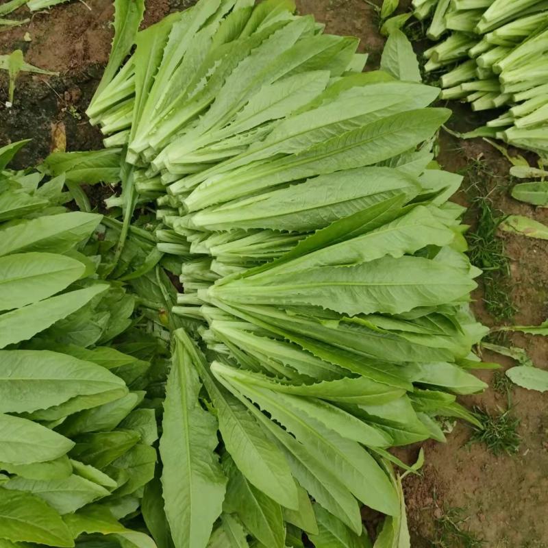精品油麦菜基地直供，量大从优，欢迎新老客户咨询