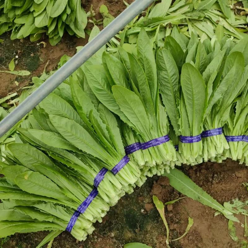 精品油麦菜基地直供，量大从优，欢迎新老客户咨询