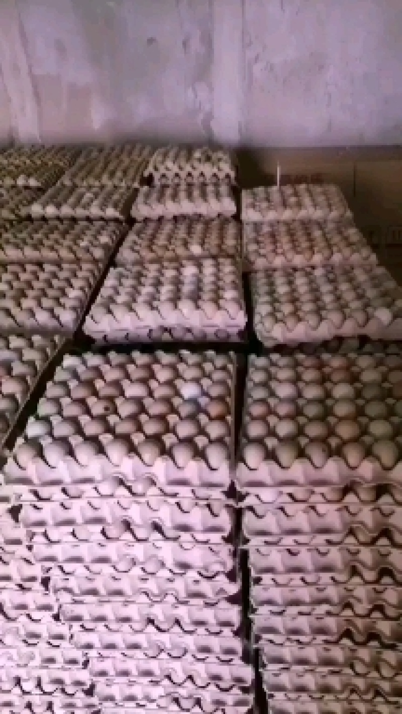 野鸡蛋山东野鸡蛋货源充足量大从优