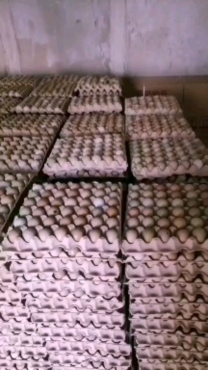 野鸡蛋山东野鸡蛋货源充足量大从优