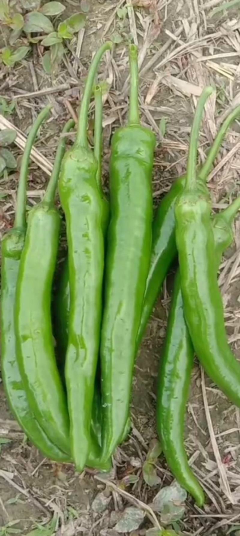 广西辣椒线椒大量上市2号杭椒，3号，8号线55号2荆条，螺线