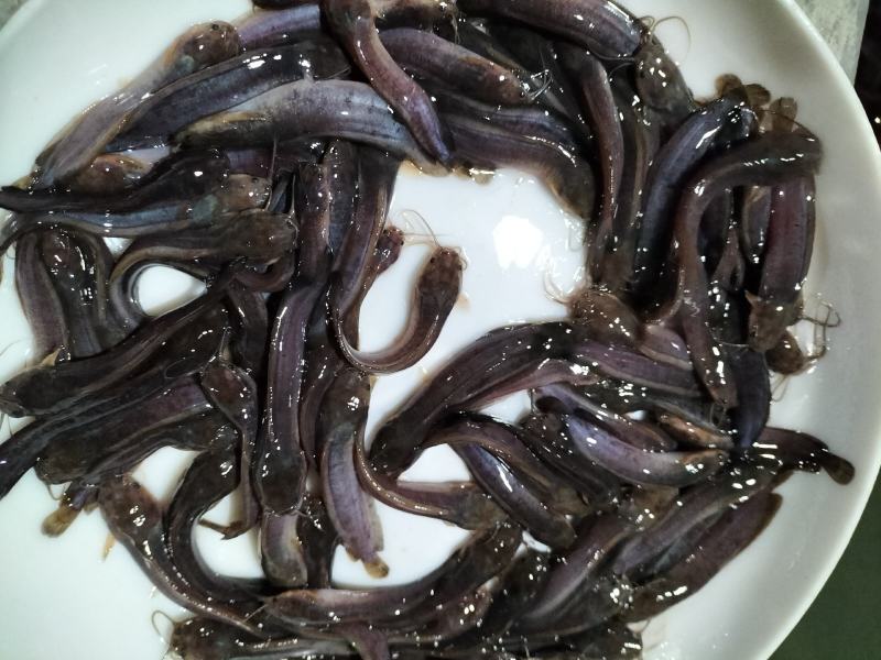 正宗本地塘鲺鱼苗胡子鲶鱼苗三黄塘角鱼塘角鱼苗淡水饲