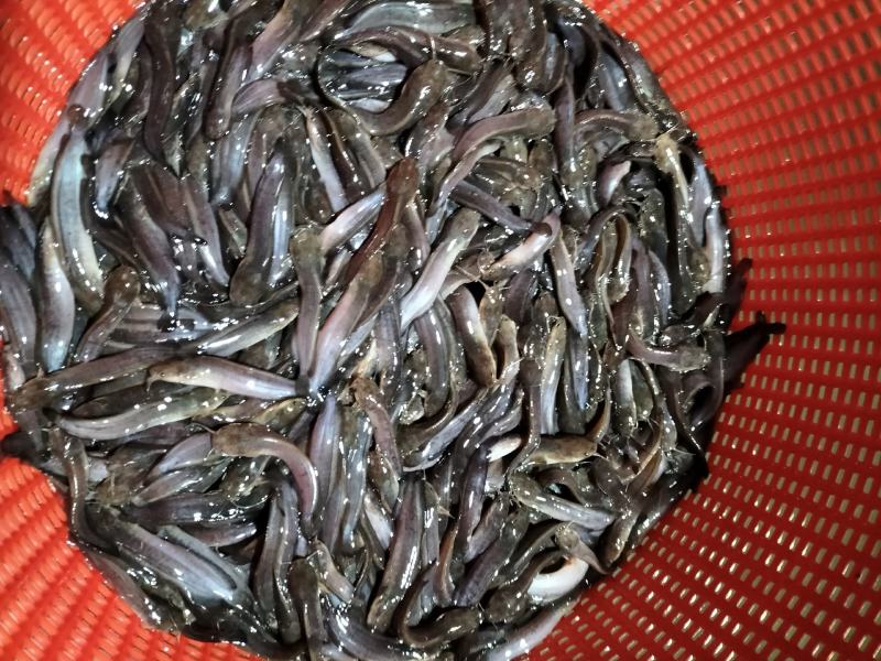 正宗本地塘鲺鱼苗胡子鲶鱼苗三黄塘角鱼塘角鱼苗淡水饲