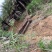 中东海枣银海枣基地各种规格直销低价批发