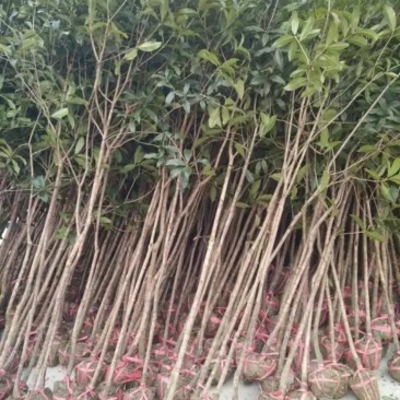 桂花树苗