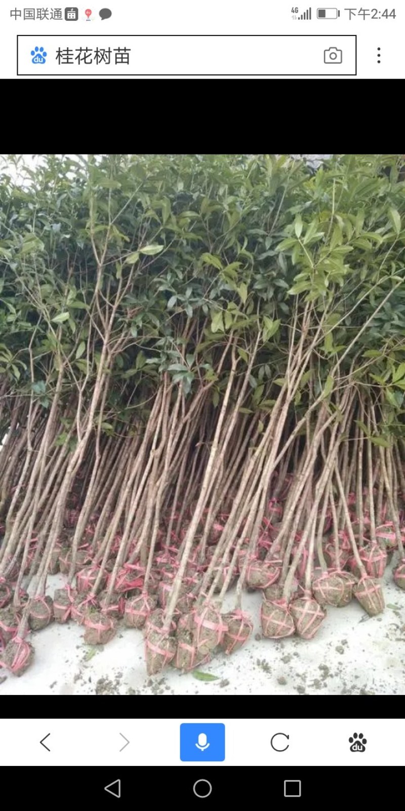 桂花树苗