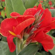 矮化红花，黄花美人蕉芽头保存完好保证品种