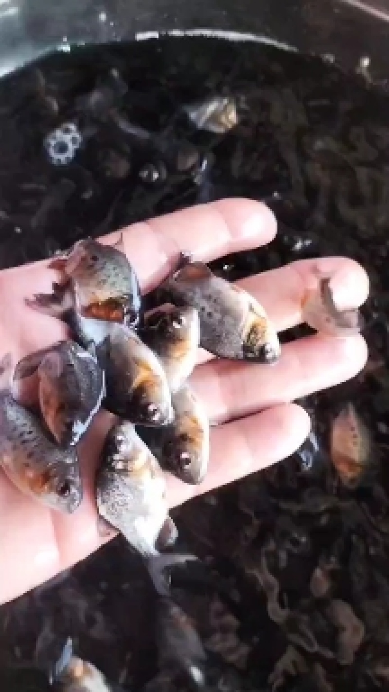 【优质红鲳鱼苗批发包活包损】鲳鱼鳊鱼平鱼本地淡水高产好养