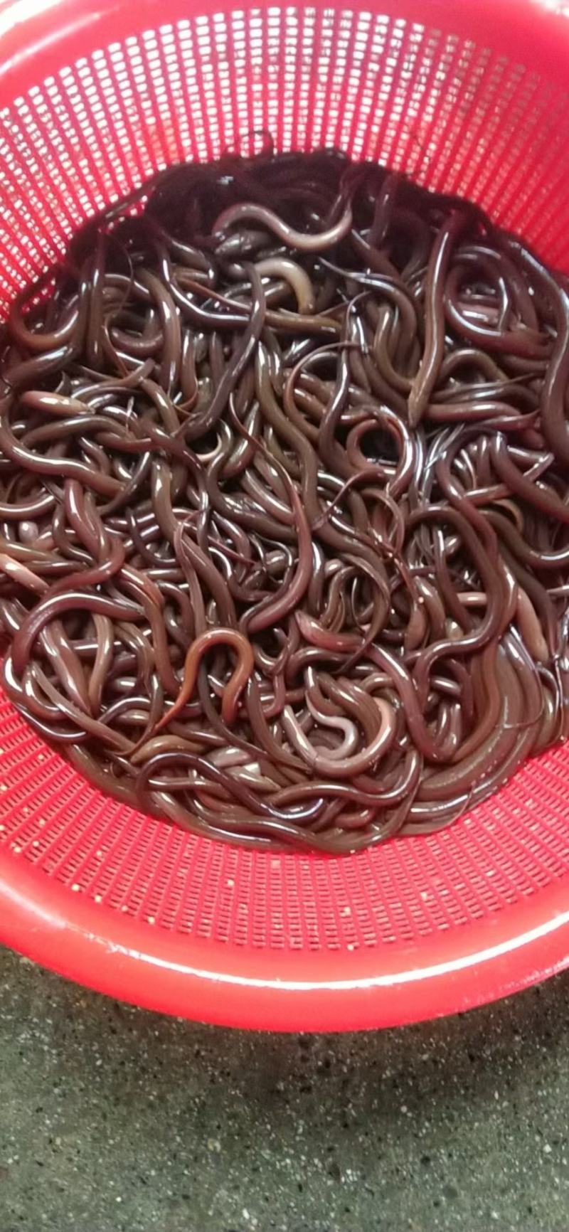 黄鳝鱼苗大量出货中专业基地供货欢迎全国客户订购