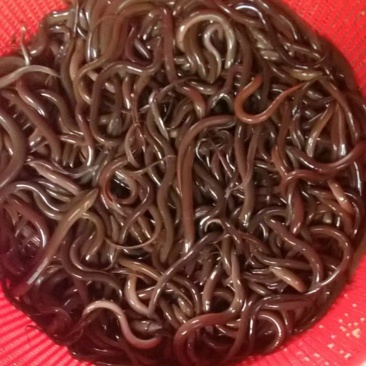 黄鳝鱼苗大量出货中专业基地供货欢迎全国客户订购