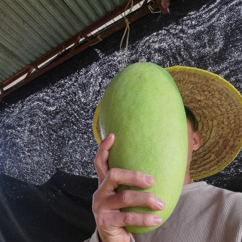 海南高山三亚保亭90天老果青皮芒中小果六量起步。