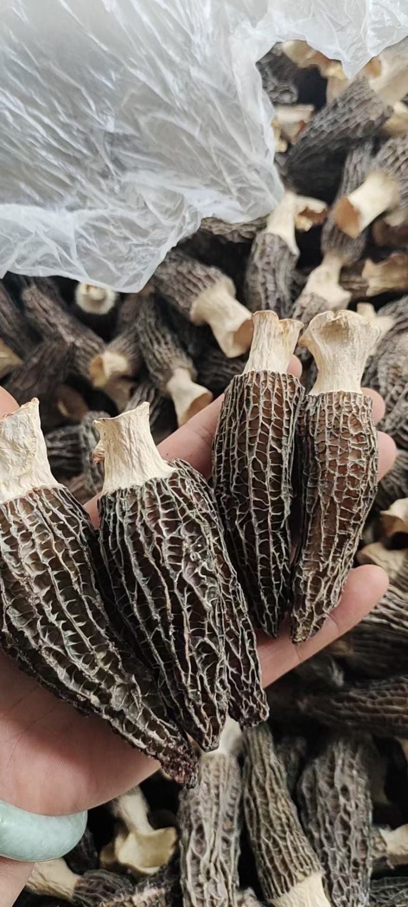 羊肚菌干品云南干羊肚菌产地批发一件代发包邮