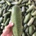 毛节瓜大量上市，欢迎各位老板电商咨询