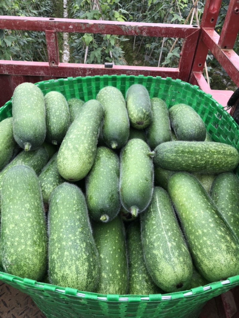 毛节瓜大量上市，欢迎各位老板电商咨询