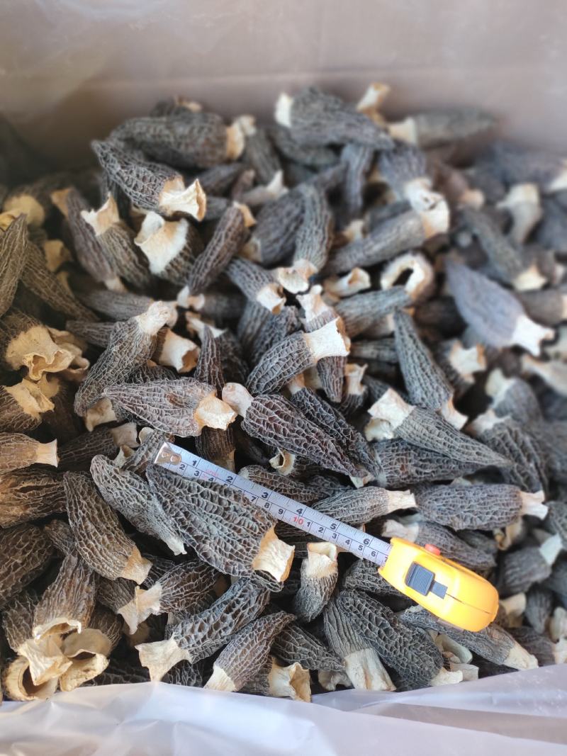 羊肚菌干品云南干羊肚菌产地批发一件代发包邮