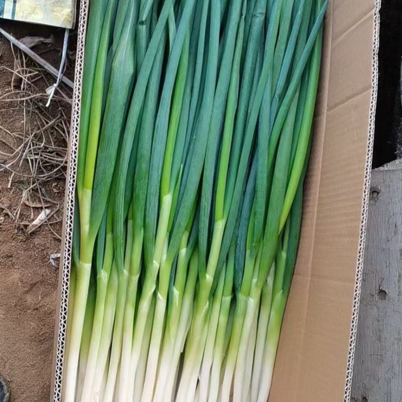 大连香葱大量上市欢迎各位老板前来看货