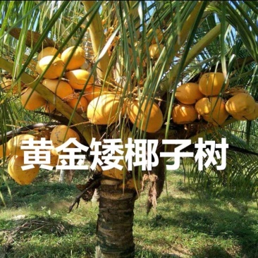 新品矮化香水椰子苗矮化金椰苗可盆栽地栽庭院抗寒南北方种植