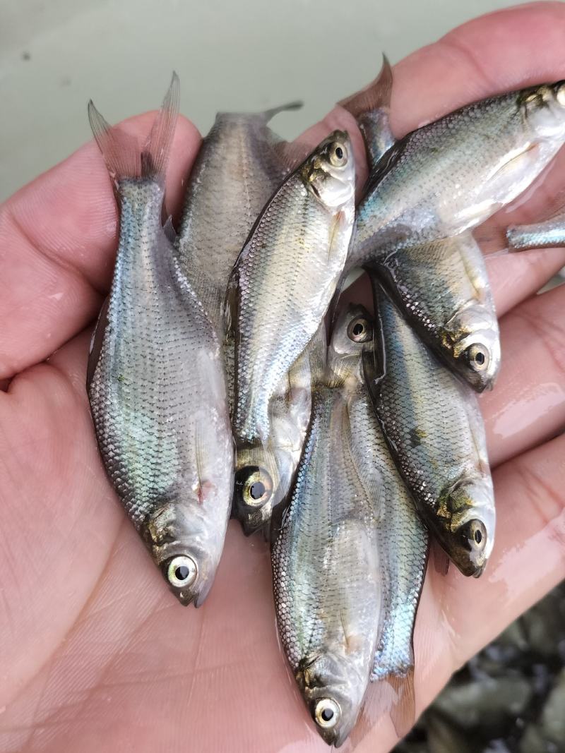武昌鱼苗鳊鱼鱼苗扁鱼鱼苗三角鲂淡水鱼苗养殖活体边鱼苗包邮