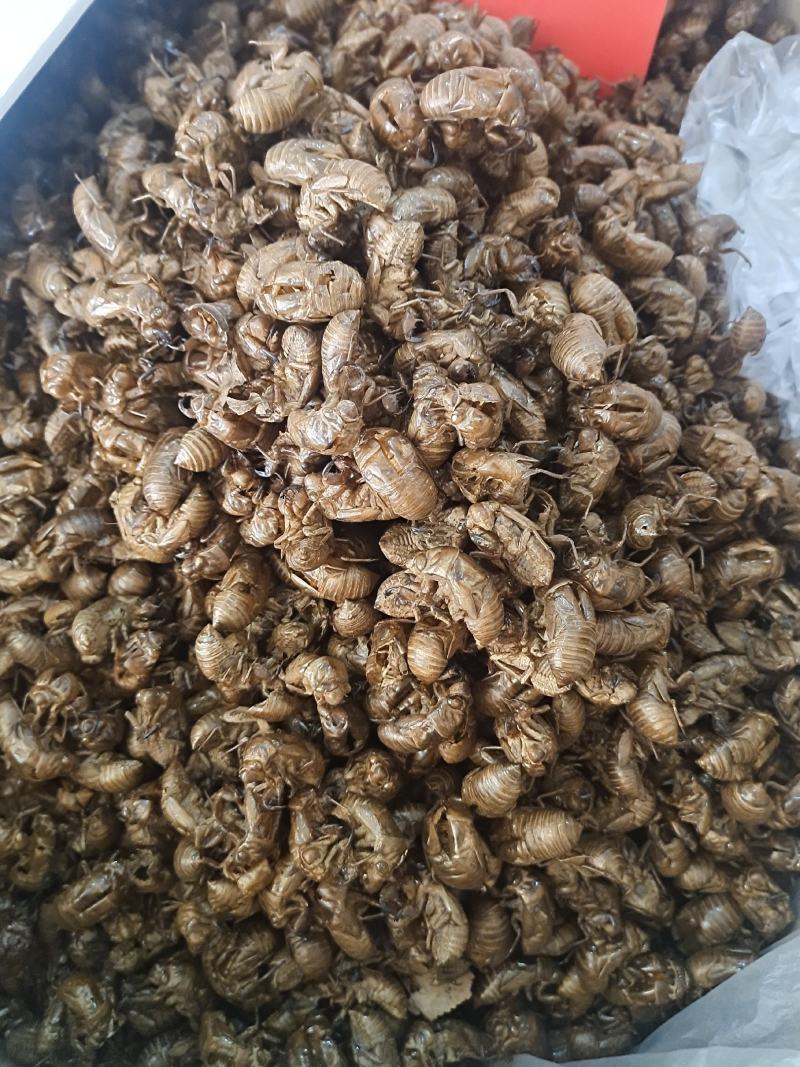 蝉蜕土蝉蜕水洗蝉蜕手工筛选干净无杂质地道中药材
