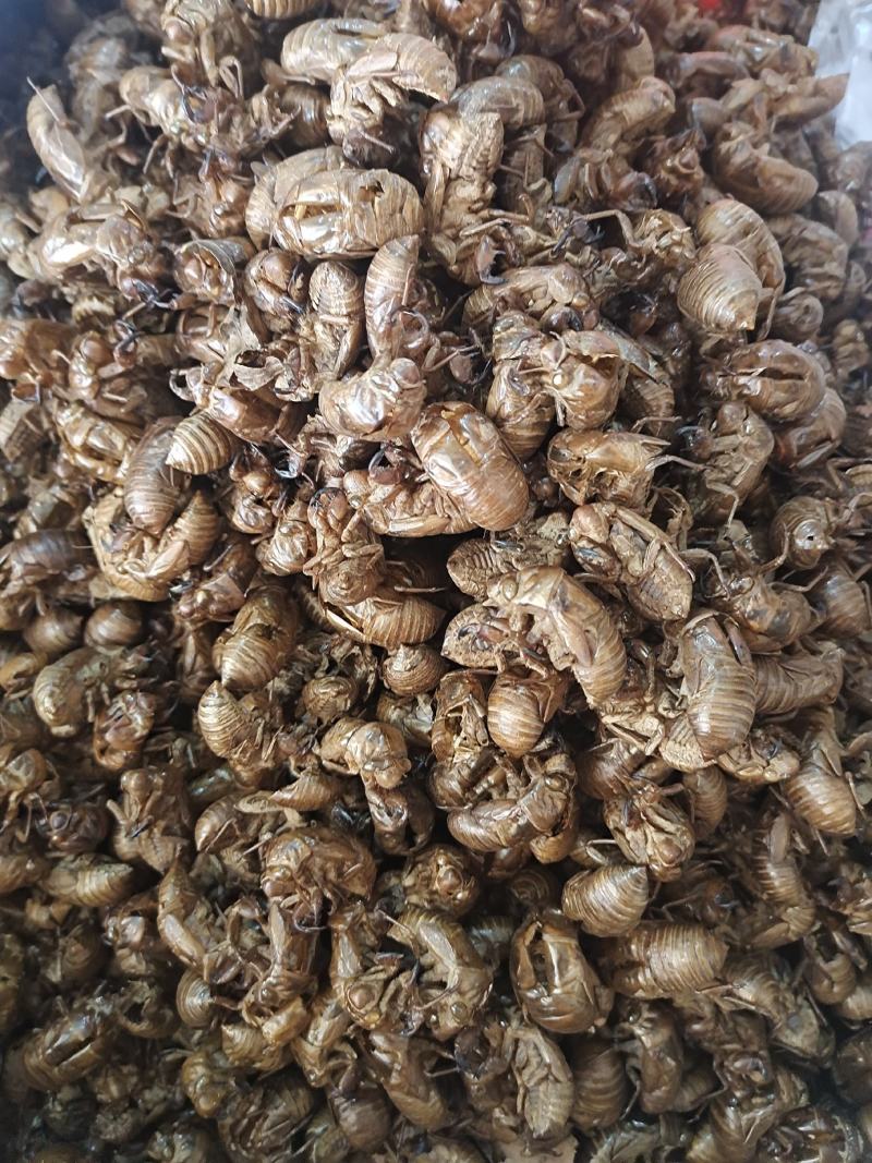 蝉蜕土蝉蜕水洗蝉蜕手工筛选干净无杂质地道中药材