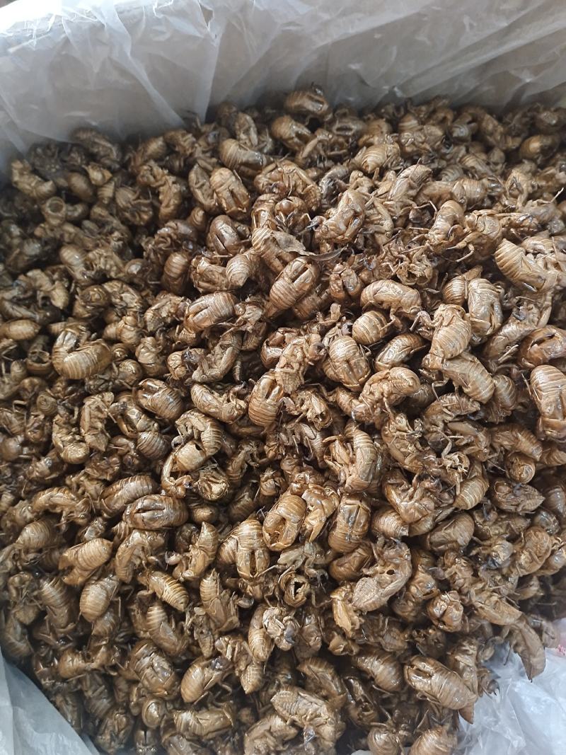 蝉蜕土蝉蜕水洗蝉蜕手工筛选干净无杂质地道中药材