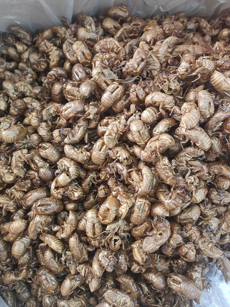 蝉蜕土蝉蜕水洗蝉蜕手工筛选干净无杂质地道中药材