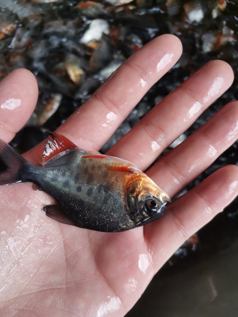 鲳鱼鱼苗淡水白鲳鱼鱼苗红鲳鱼鱼苗场地价格优惠
