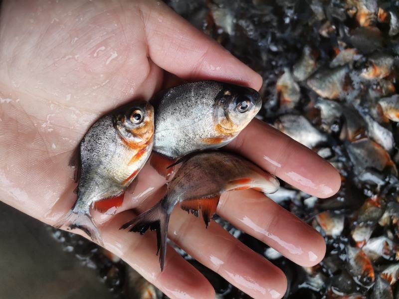 鲳鱼鱼苗淡水白鲳鱼鱼苗红鲳鱼鱼苗场地价格优惠