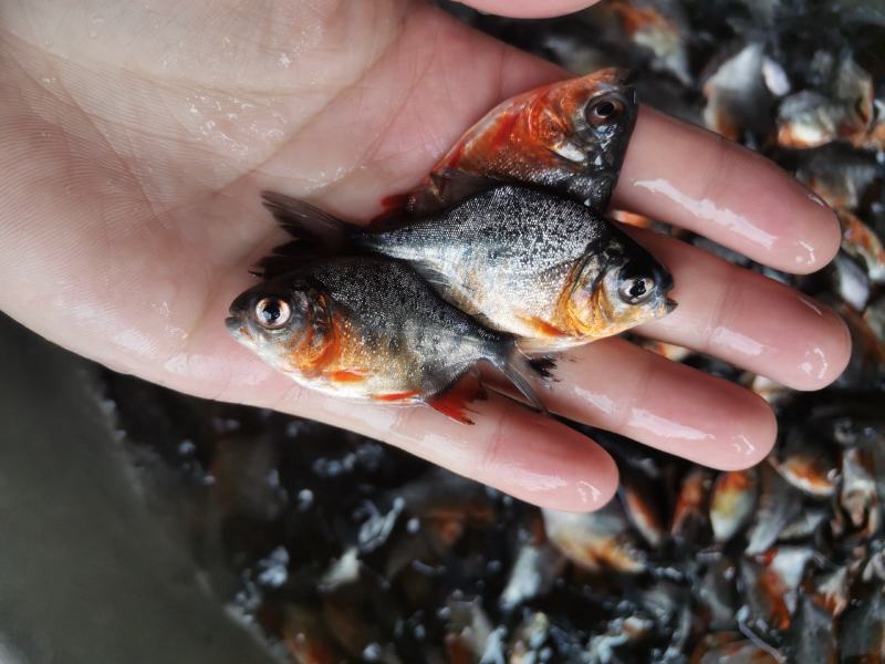 鲳鱼鱼苗淡水白鲳鱼鱼苗红鲳鱼鱼苗场地价格优惠