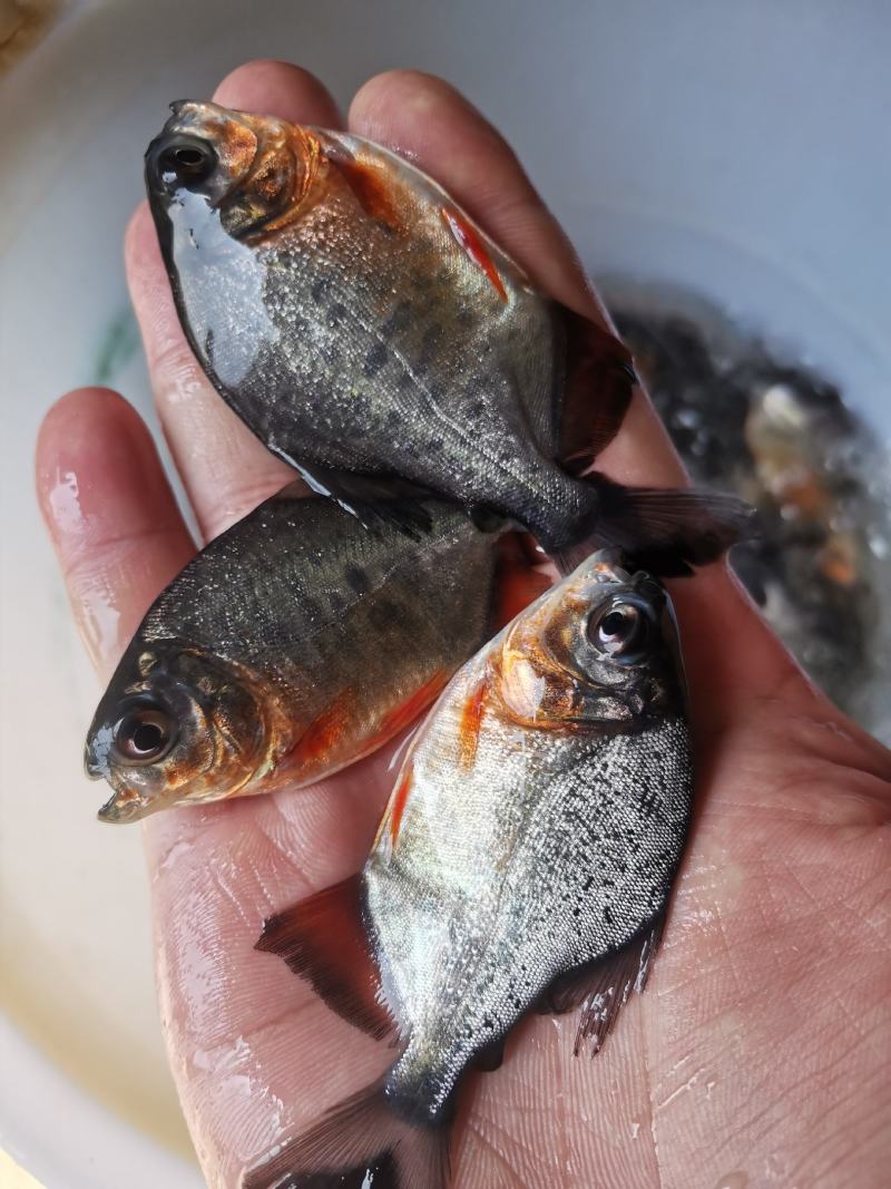 鲳鱼鱼苗淡水白鲳鱼鱼苗红鲳鱼鱼苗场地价格优惠