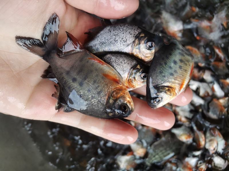 鲳鱼鱼苗淡水白鲳鱼鱼苗红鲳鱼鱼苗场地价格优惠