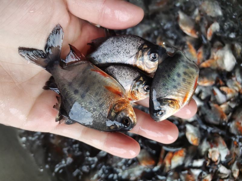 鲳鱼鱼苗淡水白鲳鱼鱼苗红鲳鱼鱼苗场地价格优惠