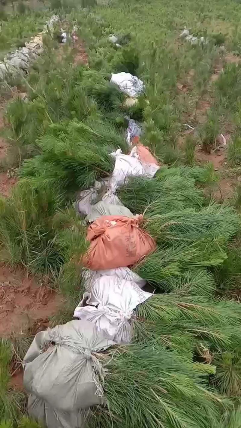 油松苗全国发货量大从优基地直供需要联系