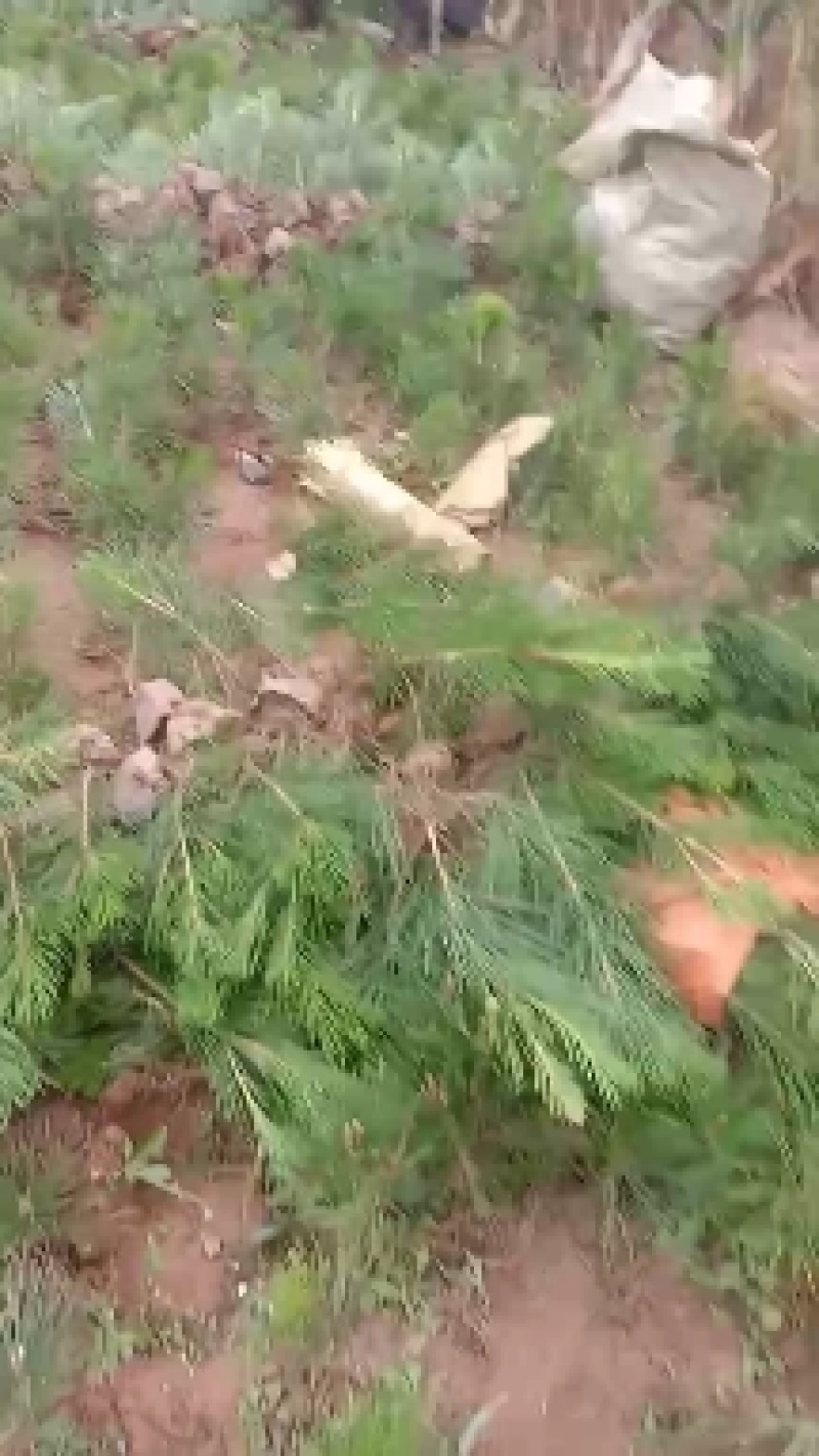 油松苗全国发货量大从优基地直供需要联系