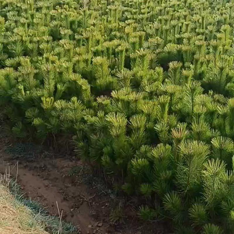 油松苗全国发货量大从优基地直供需要联系
