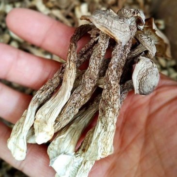 鹿茸菌，鹿茸菇无硫新鲜干货福建产地，可批发