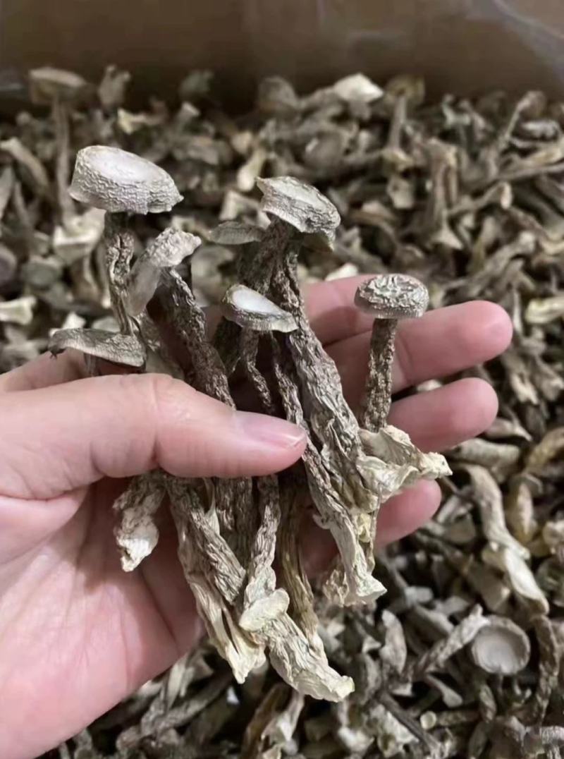 鹿茸菌，鹿茸菇无硫新鲜干货福建产地，可批发