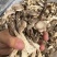 鹿茸菌，鹿茸菇无硫新鲜干货福建产地，可批发