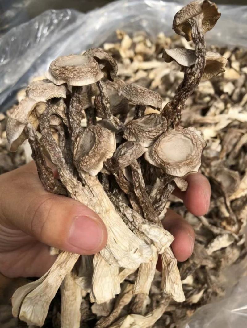 鹿茸菌，鹿茸菇无硫新鲜干货福建产地，可批发