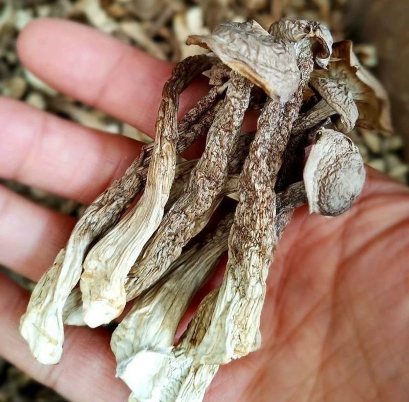 鹿茸菌，鹿茸菇无硫新鲜干货福建产地，可批发