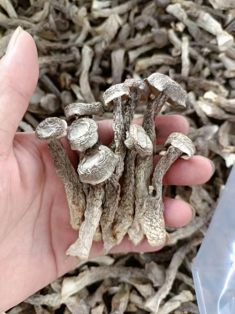 鹿茸菌，鹿茸菇无硫新鲜干货福建产地，可批发